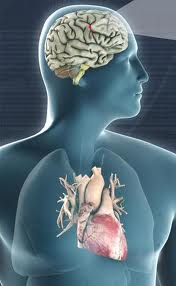 We have two brains: heart and mind